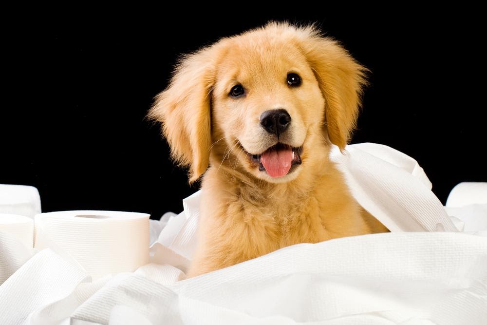 potty train your puppy - How To House Train Your Puppy