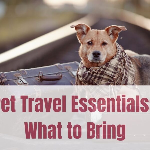 Pet Travel Essentials What to Bring 600x600 - Pet Travel Essentials: What to Bring