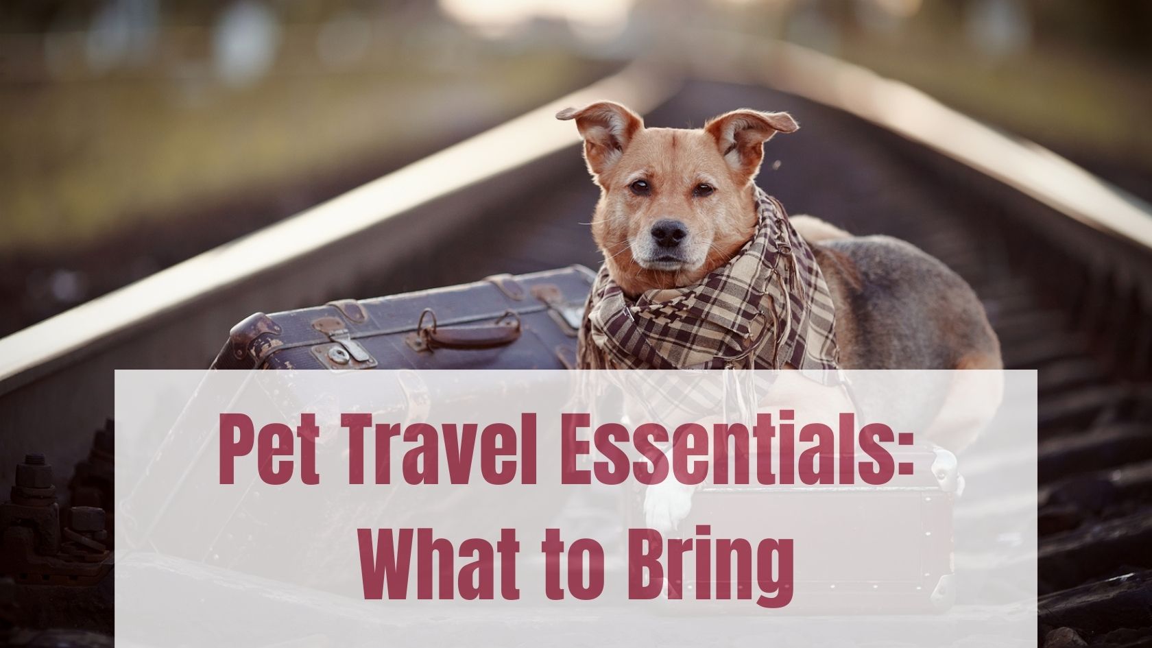Pet Travel Essentials What to Bring - Pet Travel Essentials: What to Bring